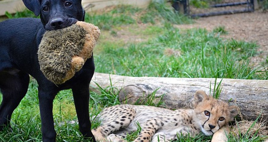Гепард и лабрадор - неразлучные друзья -ФОТО