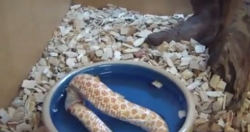 Самопожирающая змея - ВИДЕО