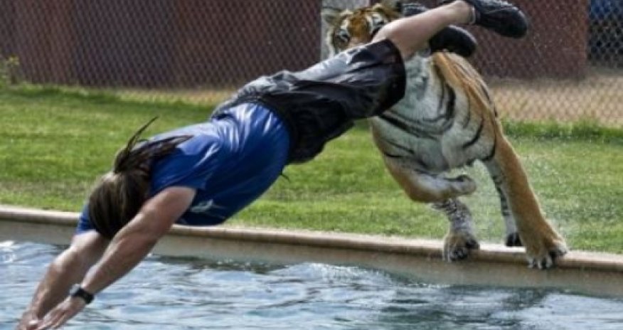 Животные против людей – ВИДЕО