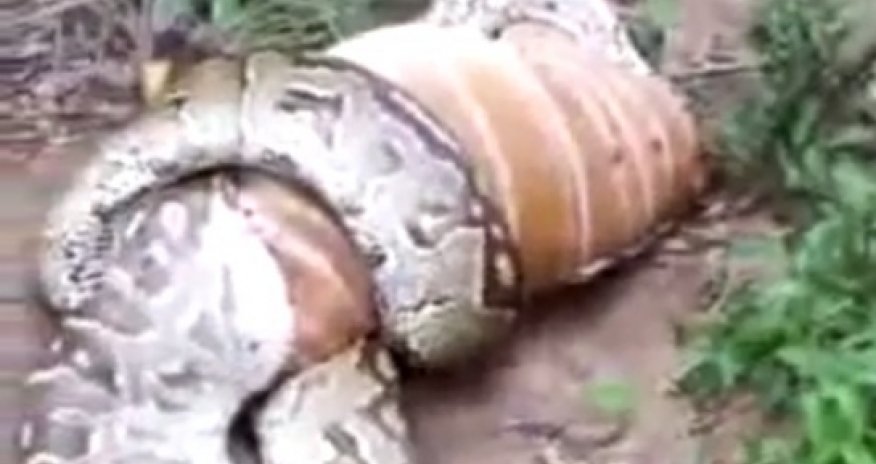 Анаконда глотает коня - ВИДЕО