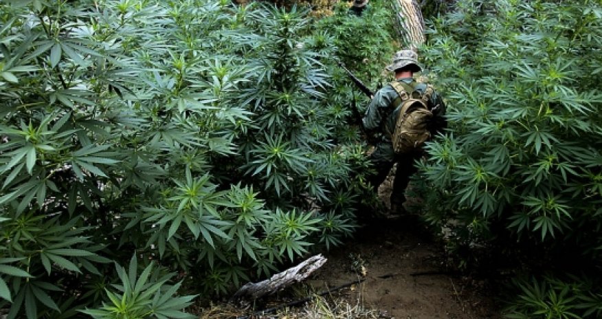 Prezident marixuananı leqallaşdıracaq qanunu təsdiqlədi