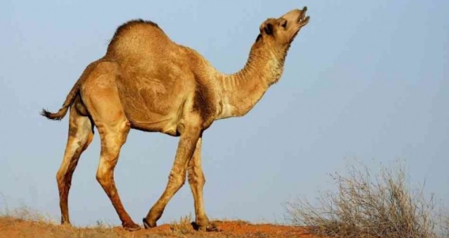 Dəvələrin gözəllik yarışı - VİDEO