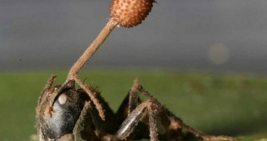 Гриб-убийца растет из муравья -ФОТО+ВИДЕО