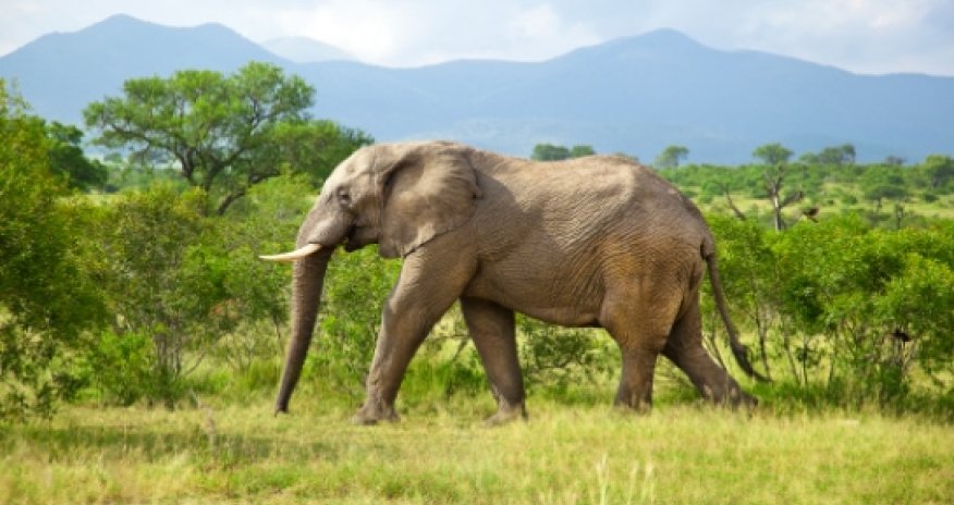 В футбол играют настоящие… слоны -ВИДЕО