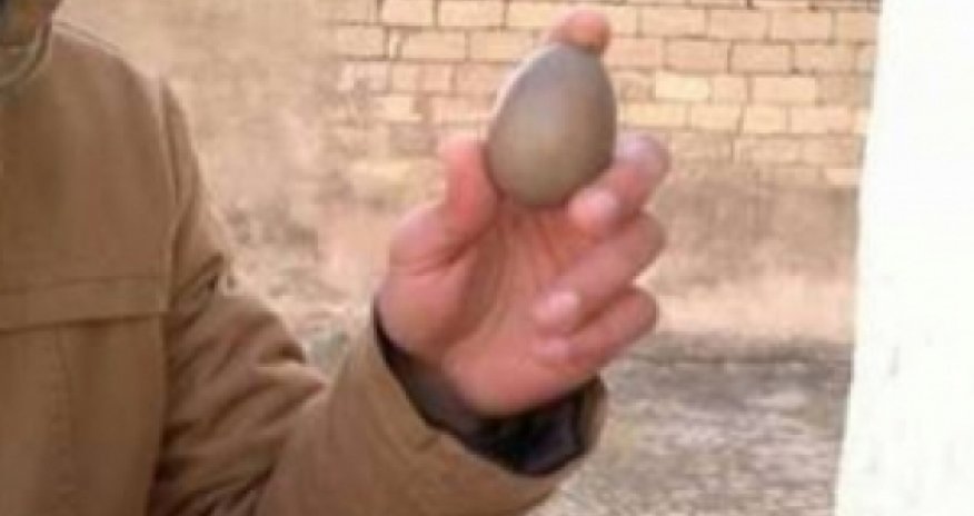 В Баку курица снесла черное яйцо -ВИДЕО