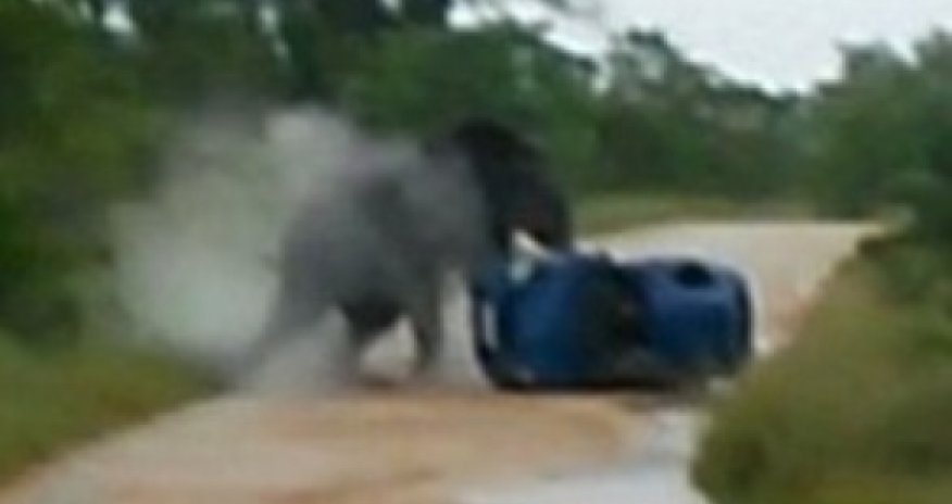 Слон растоптал автомобиль с туристами -ВИДЕО