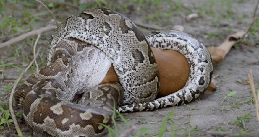 Питон глотает антилопу -ФОТО+ВИДЕО