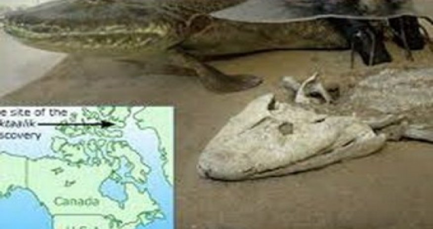 Ученые обнаружили останки четырехногой рыбы -ФОТО
