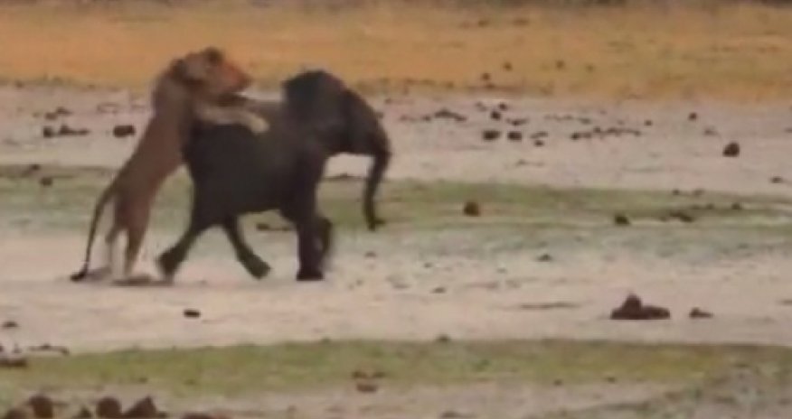 Лев напал на слона -ВИДЕО