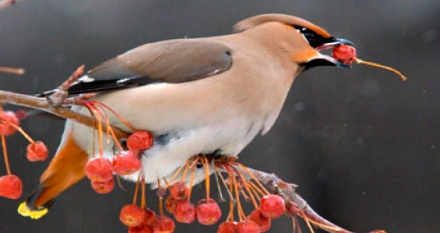 Rusiyada quşlar da sərxoş olmağa başlayıb