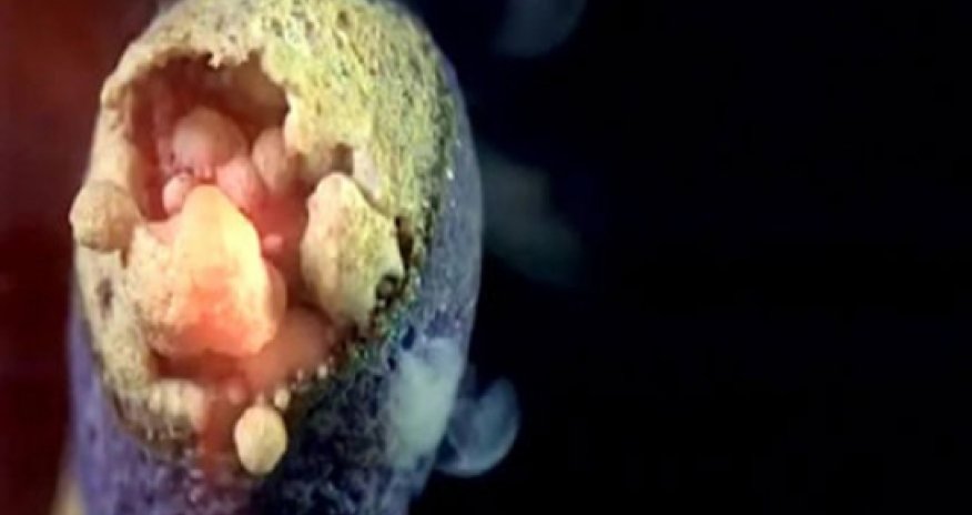 Kibrit anbaan necə yanır - VİDEO