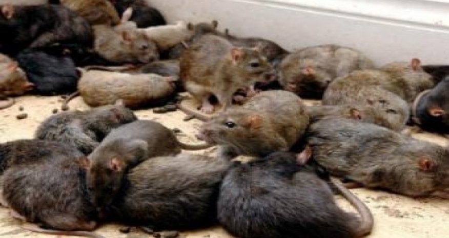 Землю захватят гигантские крысы