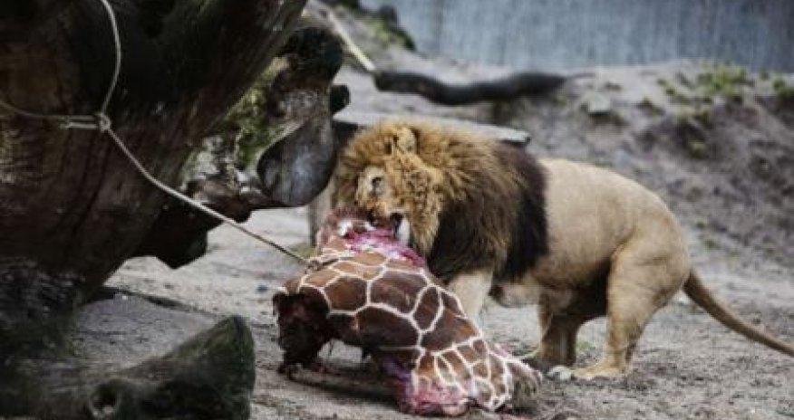 В зоопарке жирафа застрелили и скормили львам –ФОТО+ВИДЕО
