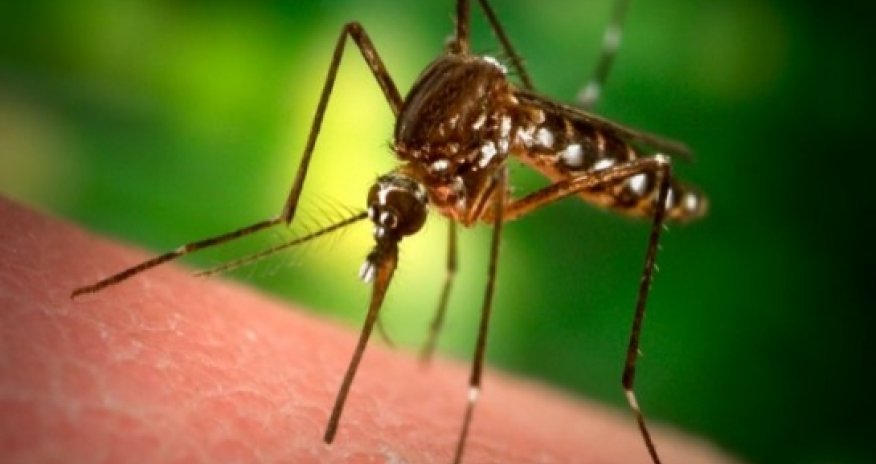 Комары-убийцы -ВИДЕО