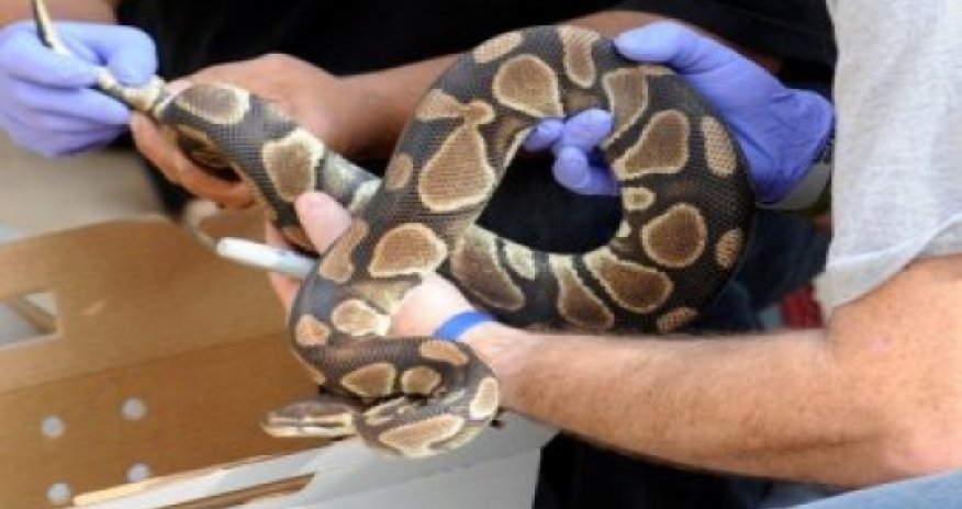 Ведущий National Geographic умер от укуса змеи -ВИДЕО