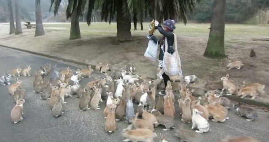 Кролики атаковали женщину - ФОТО+ВИДЕО