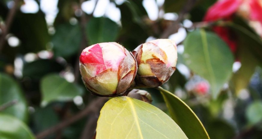 Весенние цветы в подарок женщинам Азербайджана - ФОТО