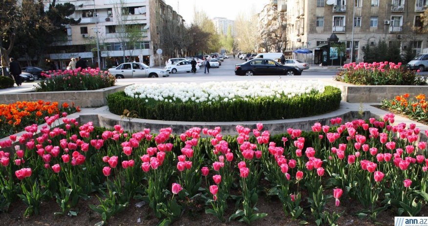 Spring tulips in Baku’s park - PHOTO
