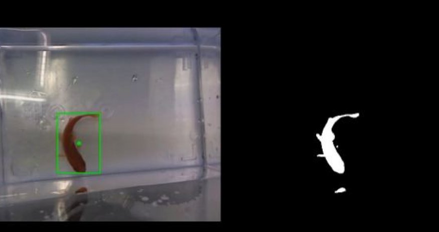 $200 Robo-aquarium that lets FISH drive themselves around - PHOTO+VIDEO