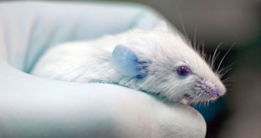 Gene that INCREASES intelligence found by scientists