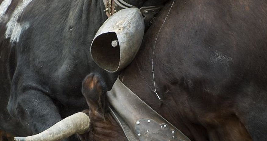 Cows battling it out to be crowned 'Queen of Queens' - PHOTO