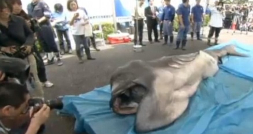 Megamouth shark cut open in front of a crowd - PHOTO+VIDEO