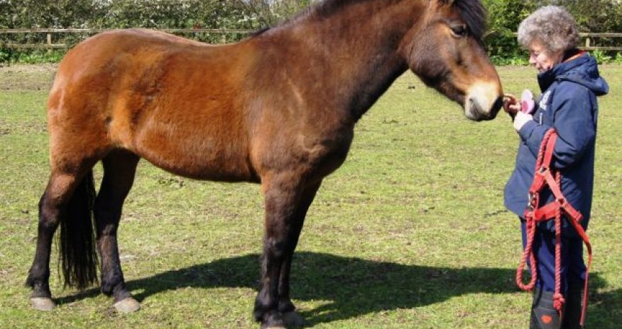 Rescued horses have their hooves grew into painful 'slippers' - PHOTO