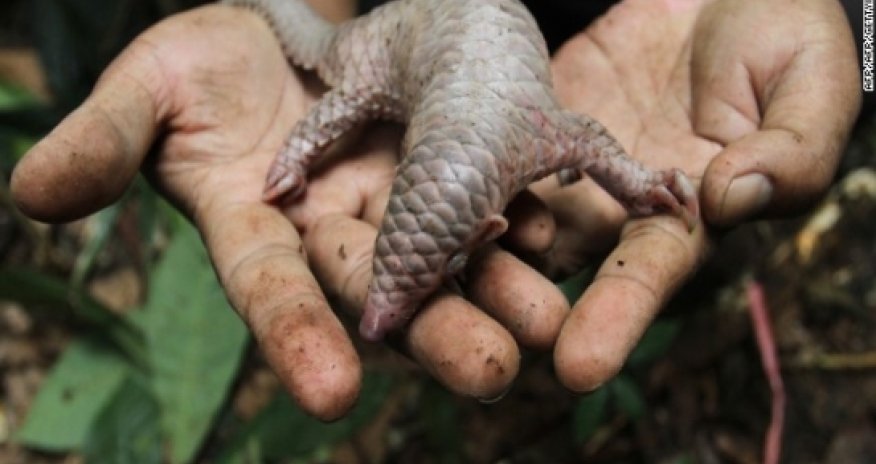 China moves to protect endangered species