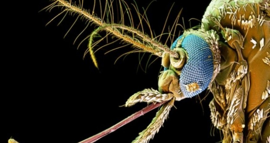 Brazil 2014: World Cup dengue fever risk predicted