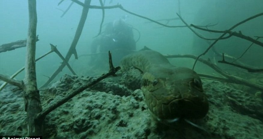 Face-to-face with his greatest fear - PHOTO