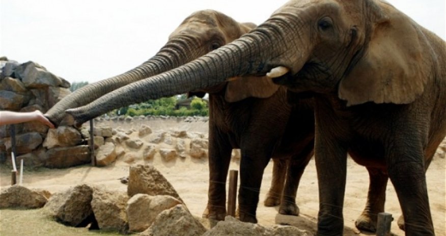 Trip to the zoo boosts pupils' writing skills by nine months