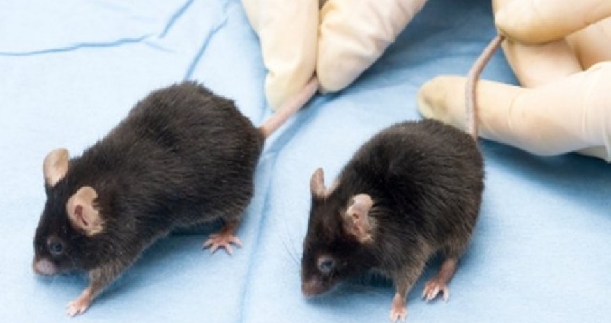 Alzheimer's research 'needs new strategy'