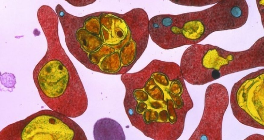 Immune children aid malaria vaccine hunt