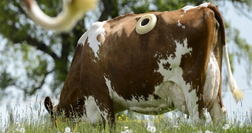 How farmers are monitoring what cows eat using 'window' - VIDEO