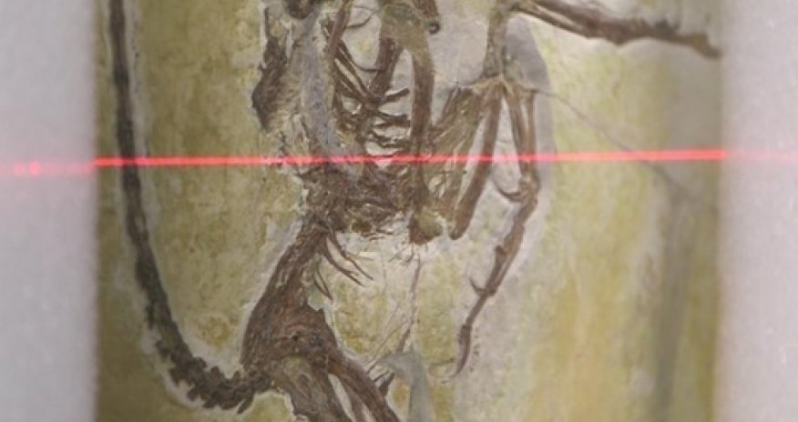 X-rays shine new light on mystery 'bird'