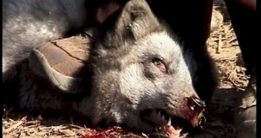 Animal Cruelty - VIDEO