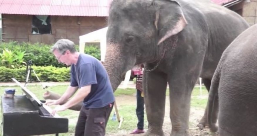 Meet the amazing Thai elephant who can play the 12-bar blues - VIDEO