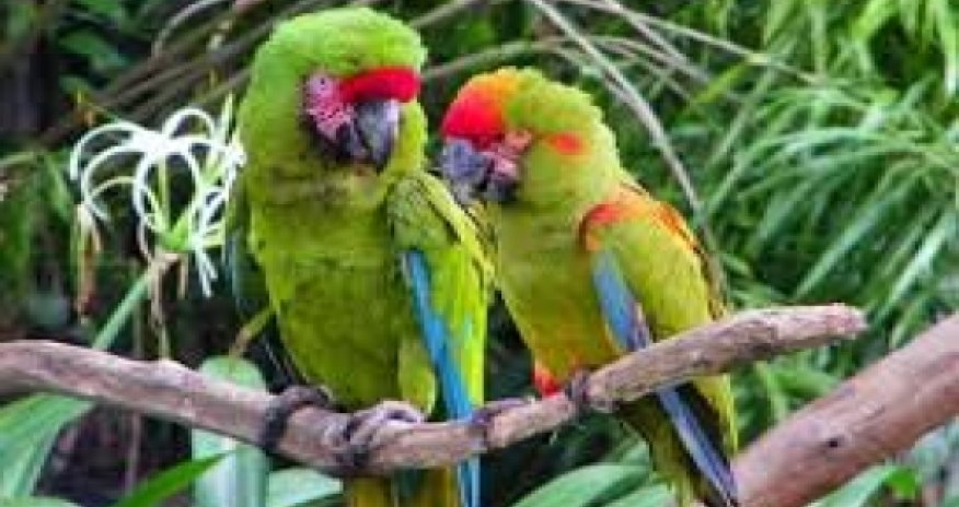 IUCN welcomes Azerbaijan as new state member