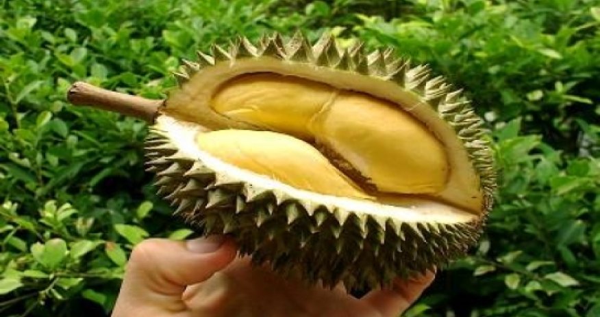 The fruit that generates extreme reactions