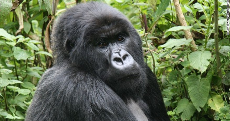 9 of the world's most controversial foods - PHOTO