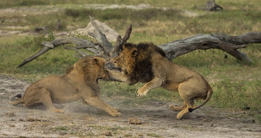 Battle for pride - PHOTO