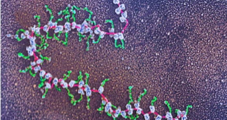 'First drafts' of human protein catalogue published