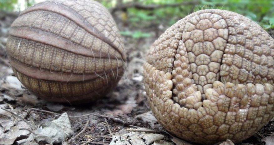 Row over protection for World Cup mascot armadillo - PHOTO