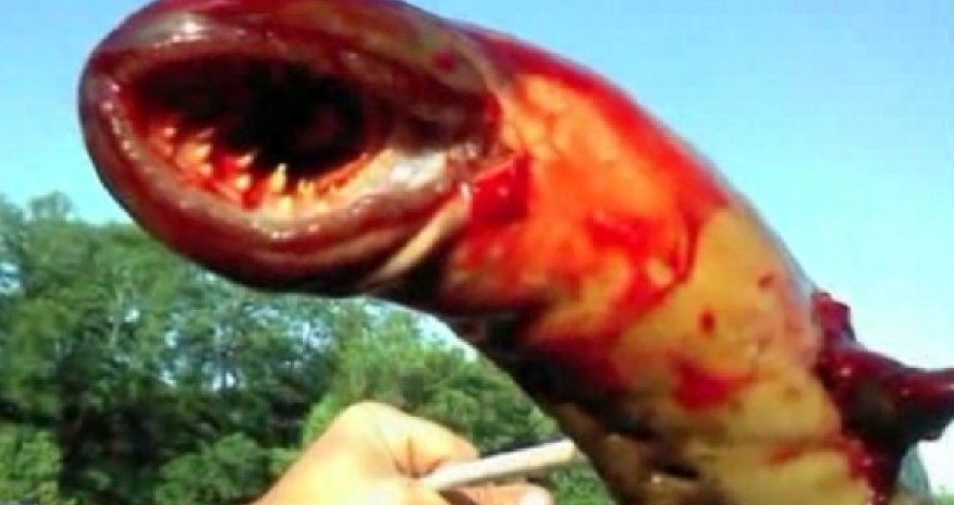 Vampiric Animal - Sea Lamprey - PHOTO+VIDEO
