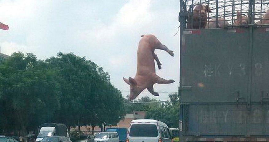 Pig makes daring escape to freedom - PHOTO