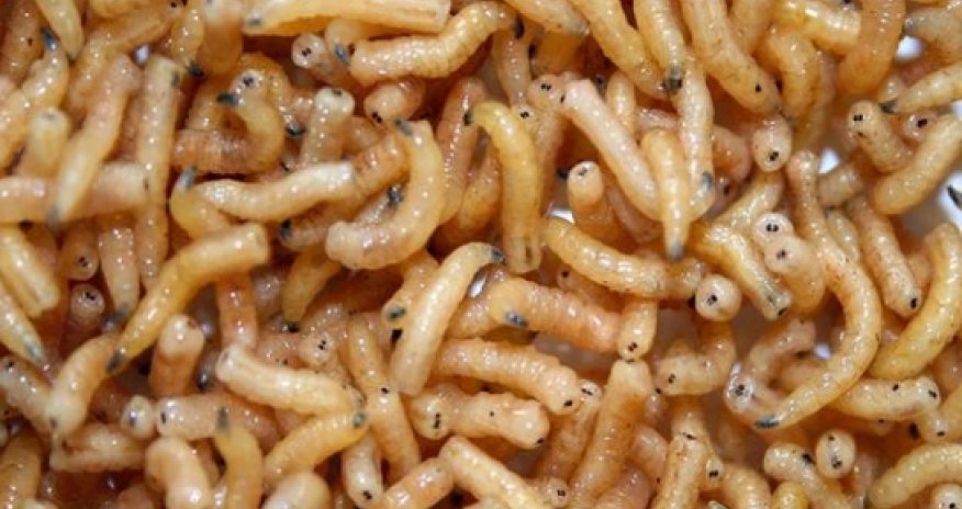 How insects could feed the food industry of tomorrow