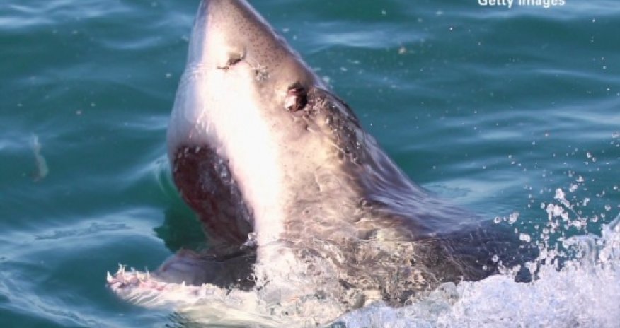 What devoured this great white shark?