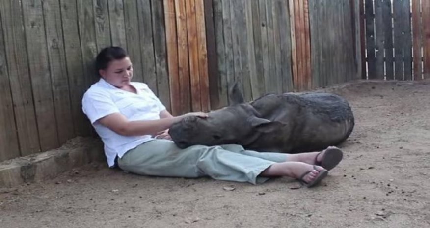 Orphaned baby rhino Gertjie refuses to sleep alone after ...