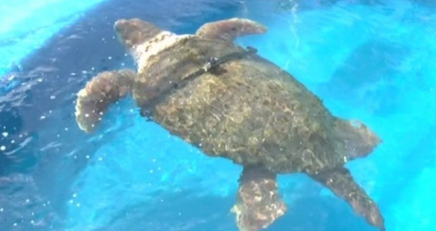 Can Brazil's World Cup turtle oracle match Paul the Octopus?