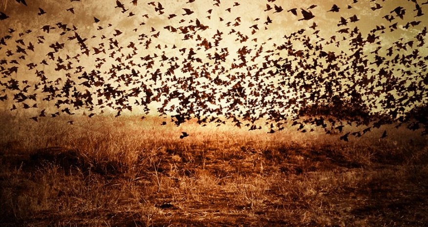 Could you do any better with your smart phone? - PHOTO